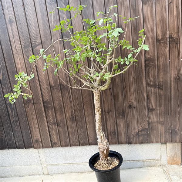 ☆特価☆コーデックス：ブルセラ ファガロイデス*葉幅57cm 現品