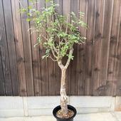 òǥå֥륻顡եǥ*43 ʡʸ¤