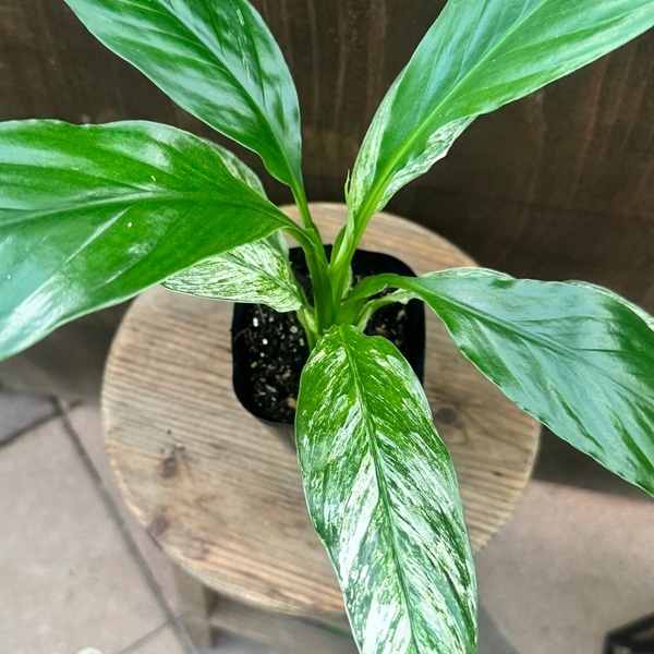 観葉植物 苗：スパティフィラム センセーション*3号プラポット