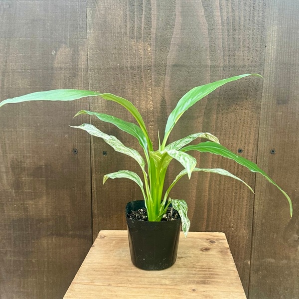 観葉植物 苗：スパティフィラム センセーション*3号プラポット