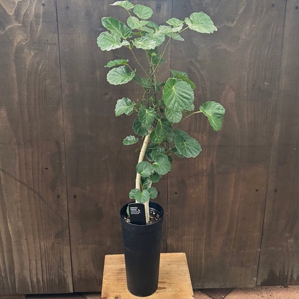 観葉植物 選べる：ポリシャス*プラポット | 観葉植物,ミディアムサイズ