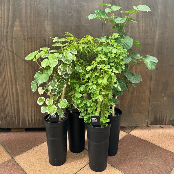 観葉植物 選べる：ポリシャス*プラポット | 観葉植物,ミディアムサイズ