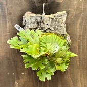 ������� ���տ�ʪ���ӥ������� ��������� ��ɥ쥤 �ɥ�ե���٥꡼���륯�դ�������С� ���ʤ��Ϥ�