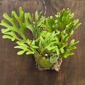 ������� ���տ�ʪ���ӥ������� ��������� ��ɥ쥤 ���륯�դ����� ���ʤ��Ϥ�