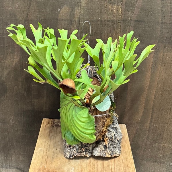 おしゃれ 観葉植物：ビカクシダ コウモリラン リドレイ コルク付け＊小