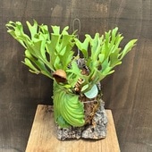 ������� ���տ�ʪ���ӥ������� ��������� ��ɥ쥤 ���륯�դ����� ���ʤ��Ϥ�