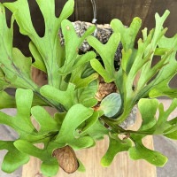 ビカクシダ⭕️リドレイ⭕️コルク 大きめ❣️NZ産最高級水苔使用