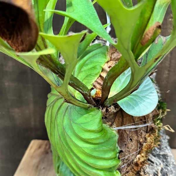おしゃれ 観葉植物：ビカクシダ コウモリラン リドレイ コルク付け＊小