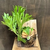 ������� ���տ�ʪ���ӥ������� ��������� ��ɥ쥤 ���դ�������1��