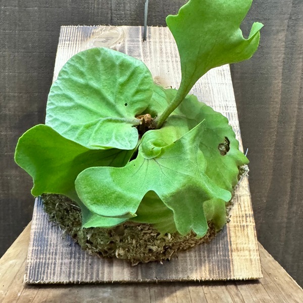 おしゃれ 観葉植物：ビカクシダ コウモリラン リドレイ 板付け＊現品2