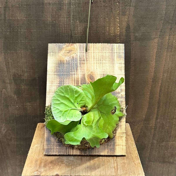 おしゃれ 観葉植物：ビカクシダ コウモリラン リドレイ 板付け＊現品2