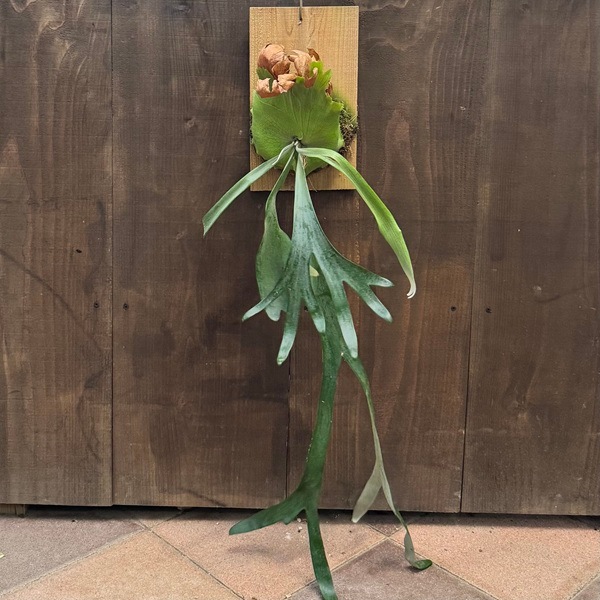 おしゃれ 観葉植物：ビカクシダ コウモリラン ウィリンキー 板付け 