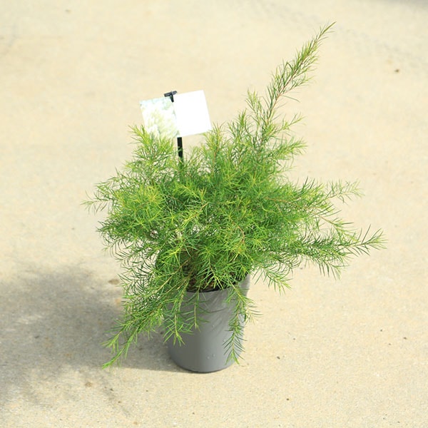 ڡڡġ쥦ǥƥĥ꡼5ݥå*