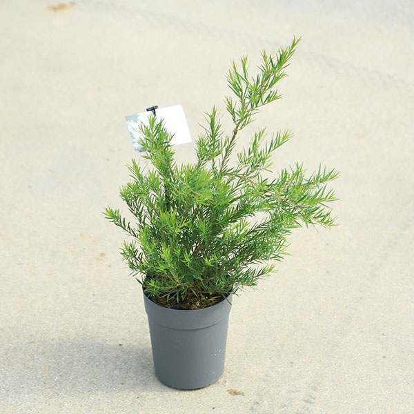 ڡڡġ쥦(Ρ󥵥ޡ)5ݥå*