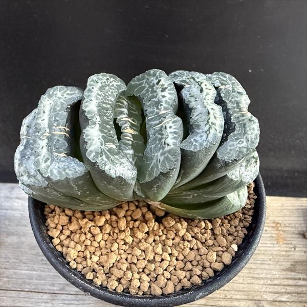 ○ 玉扇 振袖 ○ ハオルチア 多肉植物 サボテン 多肉植物：ハオルチア