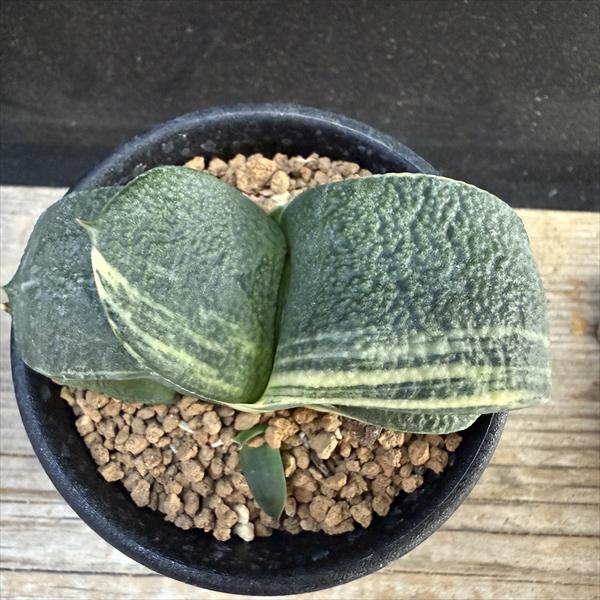 多肉植物：ガステリア 臥牛錦*幅7.5cm 現品！一品限り | サボテン