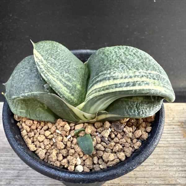 （≧∇≦）多肉植物 ガステリア 臥牛錦