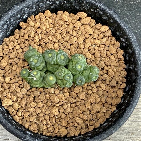 サボテン：マミラリア ボカサナ 'フレッド'*幅3.5cm | サボテン