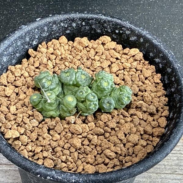 サボテン：マミラリア ボカサナ 'フレッド'*幅3.5cm | サボテン