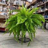 졡տʪͥեԥĥǡ*8ߤȭ