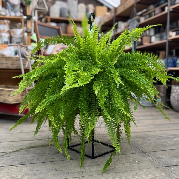 おしゃれ 観葉植物：ネフロレピス ツデー*8号吊り鉢 | 観葉植物,吊り鉢 ネフロレピスシダツデーツディ苗観葉植物山野草