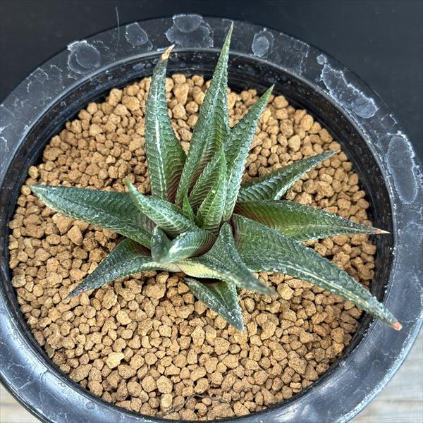 多肉植物：ハオルチア 瑠璃殿錦*幅8cm 現品！一品限り | サボテン