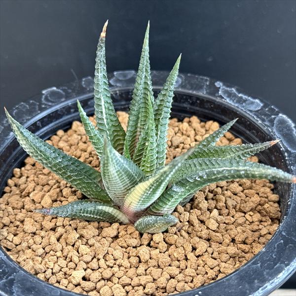 多肉植物：ハオルチア 瑠璃殿錦*幅8cm 現品！一品限り | サボテン