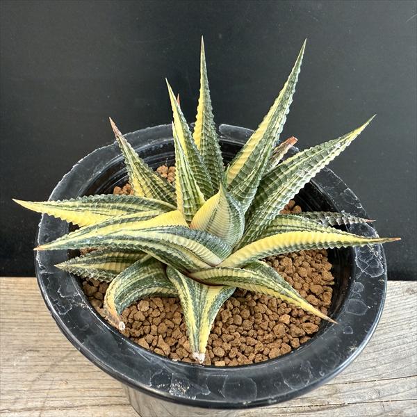 多肉植物：ハオルチア 瑠璃殿錦*幅11cm 現品！一品限り | サボテン