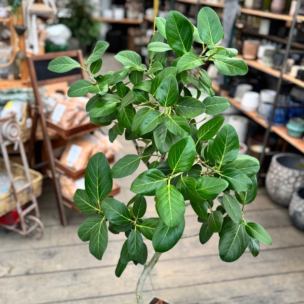 現品　フィカス　ゴムの木　ベンガレンシス　34番　曲り　インテリア　観葉植物 おしゃれ 観葉植物：フィカス ベンガレンシス*ベンガルゴムの木 7号
