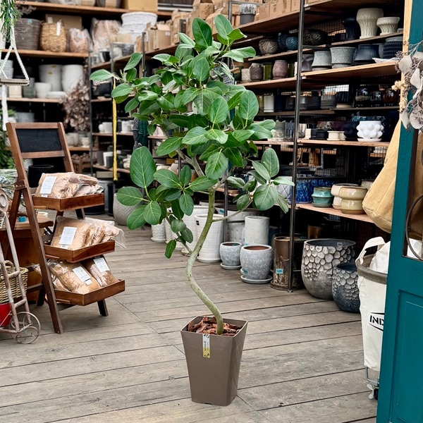 おしゃれ 観葉植物：フィカス ベンガレンシス*ベンガルゴムの木 7号