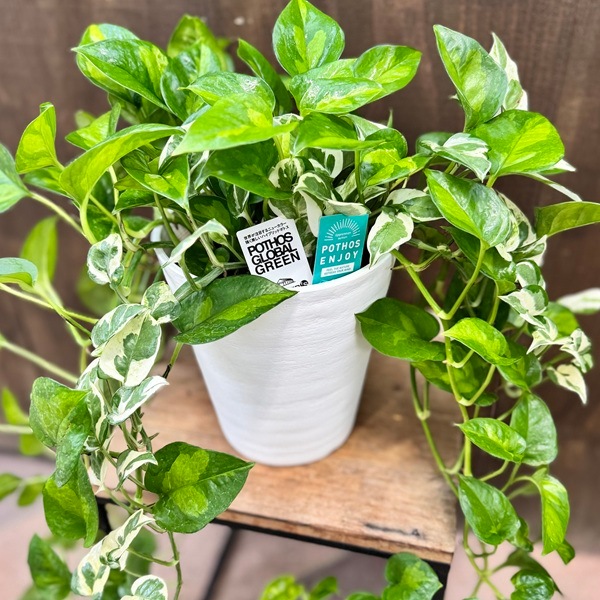 おしゃれ 観葉植物：ポトス 寄せ植え*6号 セラアート エンジョイ