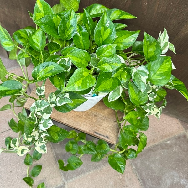ポトス グローバル　観葉植物 寄せ植え　アウトドア おしゃれ 観葉植物：ポトス 寄せ植え*6号 セラアート エンジョイ