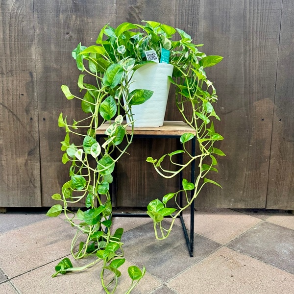 おしゃれ 観葉植物：ポトス 寄せ植え*6号 セラアート エンジョイ