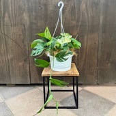 ���տ�ʪ�����ԥץ�ʥ�ԥʥĥ�ޡ��֥�*6�� �ߤ�ȭ �ϥ֥�����