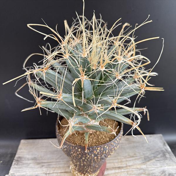 サボテン：レウクテンベルギア 晃山 実生 鉢・阪本健*幅23cm 現品