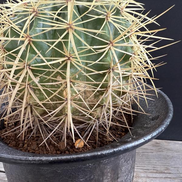 サボテン：エキノカクタス 金鯱 信楽焼鉢*幅11cm 現品！一品限り