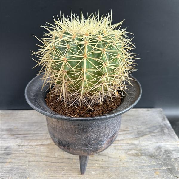 サボテン サボテン：エキノカクタス 金鯱 信楽焼鉢*幅11cm 現品！一品限り