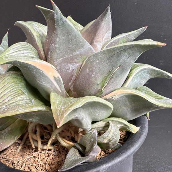 ☆特価☆多肉植物：ハオルチア 大型コンプトニアナ錦*幅21cm 現品