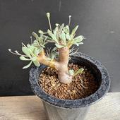 ǥåȥʡ桼եӥǥ*7.5ʡʸ¤