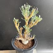 ǥåȥʡ桼եӥǥ*10ʡʸ¤