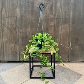 ������졡���տ�ʪ���ۥ� ���ĥ�ǥ��ե��ꥢ*4���ߤ�ȭ