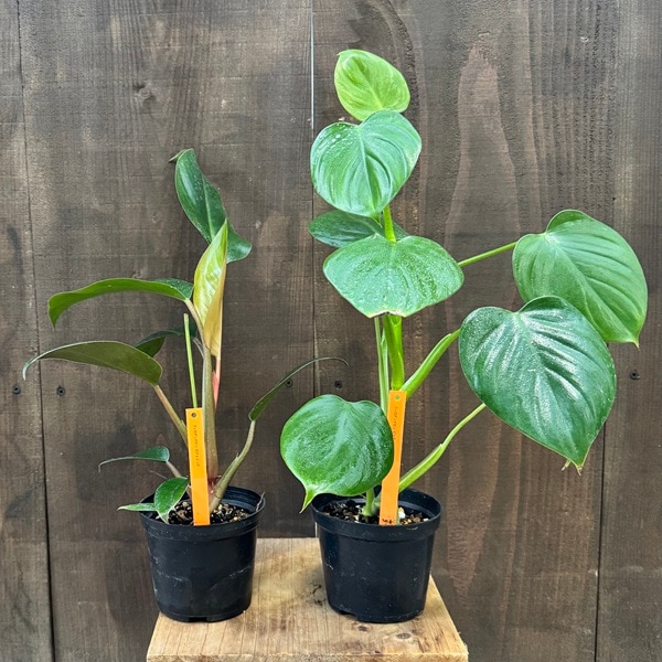 観葉植物 品種選べる：フィロデンドロン*4号 ピッチェリー