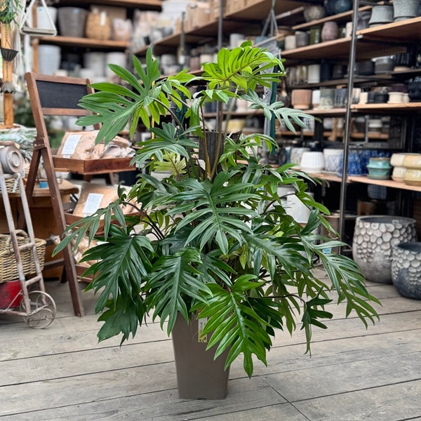 観葉植物：フィロデンドロン タンゴ*7号 大型ヤマト便 現品をお届け