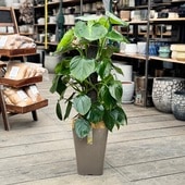 տʪեǥɥ󡡥ԥå꡼*7 緿ޥ ʤϤ