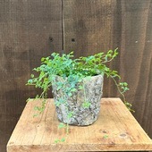 ������ʪ ���տ�ʪ���쥤��ܡ��ե�����*ȭ���С�������ƥꥯ��ޥ���