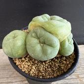 ���ܥƥ󡧥��ե��ե��顡�ǥ��ե塼�� �鴧��*��8.5cm�����ʡ����ʸ¤�