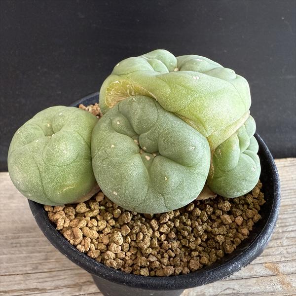 サボテン：ロフォフォラ ディフューサ 翠冠玉*幅8.5cm 現品