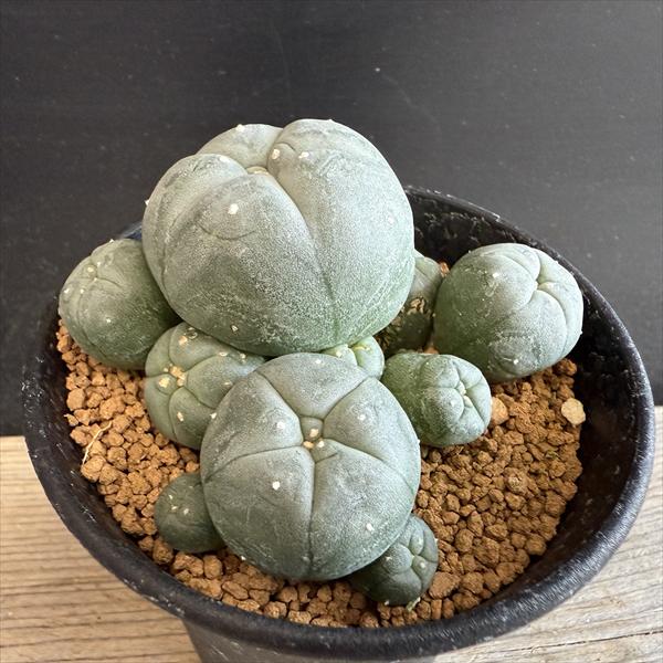 サボテン：ロフォフォラ 烏羽玉*幅7.5cm 現品！一品限り | サボテン