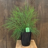 ������졡���տ�ʪ�����������ץ��ġ���������ʡ��⥯�ޥ���*���ޥ⥯�ޥ����������㲫