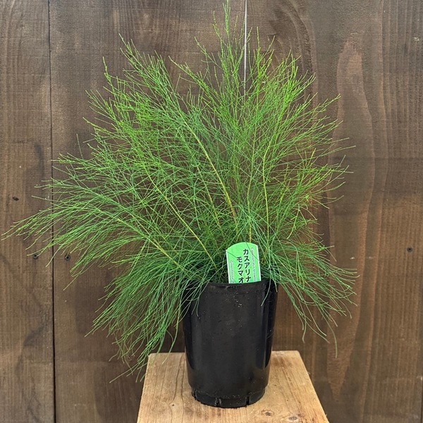 おしゃれ 観葉植物 オージープランツ：カスアリナ モクマオウ*タマ